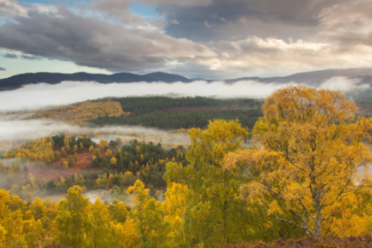 En Écosse, plus de 2,6 millions de jeunes arbres ont été recensés dans le parc des Cairngorms.