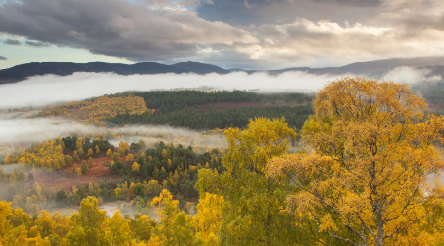 En Écosse, plus de 2,6 millions de jeunes arbres ont été recensés dans le parc des Cairngorms.