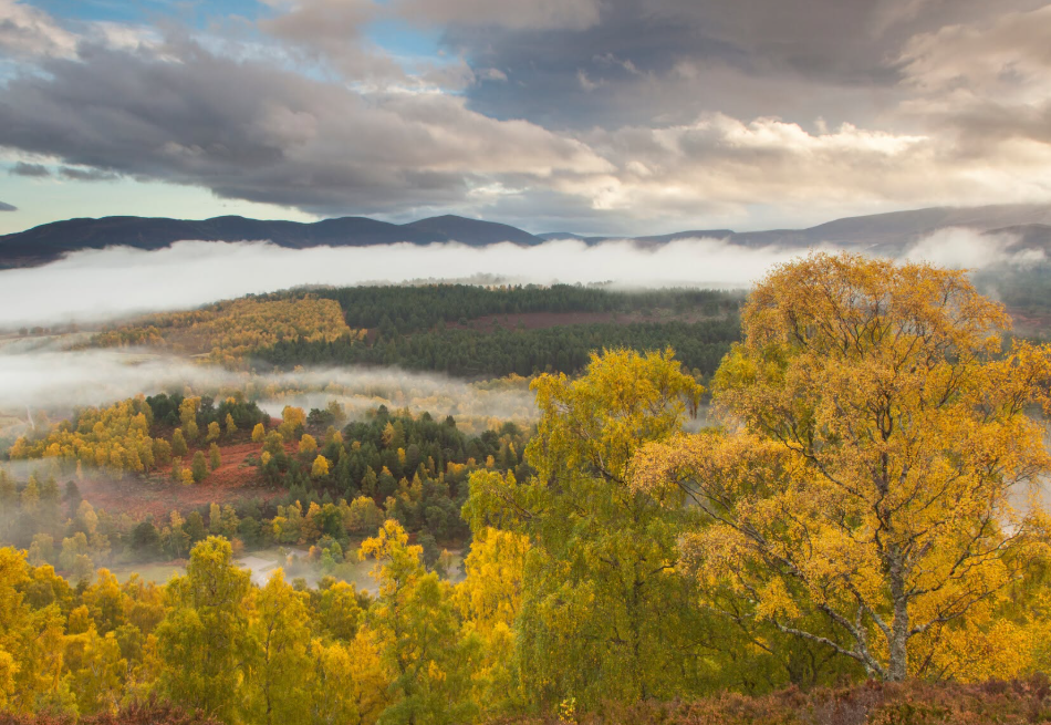 En Écosse, plus de 2,6 millions de jeunes arbres ont été recensés dans le parc des Cairngorms.
