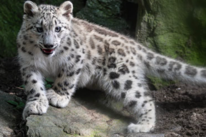 Le zoo du Bronx annonce la naissance d’une panthère des neiges en parfaite santé