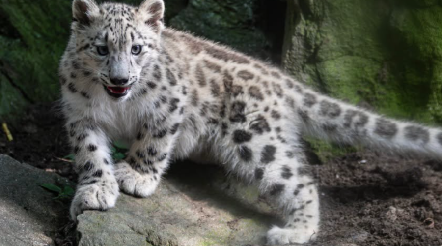 Le zoo du Bronx annonce la naissance d’une panthère des neiges en parfaite santé