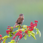 Une étude confirme les bienfaits de la nature et du chant des oiseaux
