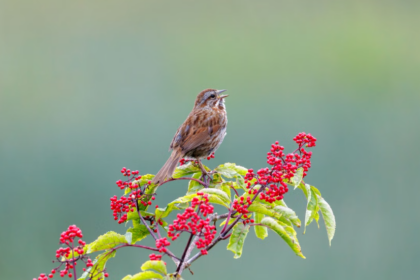 Une étude confirme les bienfaits de la nature et du chant des oiseaux