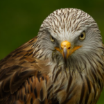 deux espèces d’oiseaux rares nichent pour la première fois dans le Parc national des Écrins