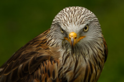 deux espèces d’oiseaux rares nichent pour la première fois dans le Parc national des Écrins