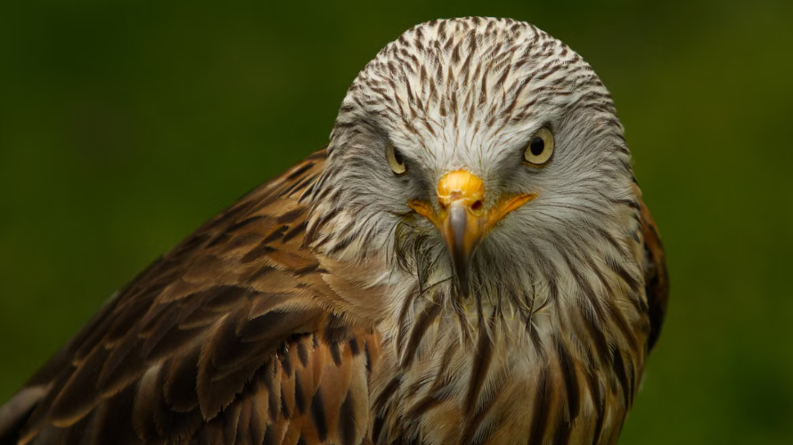 deux espèces d’oiseaux rares nichent pour la première fois dans le Parc national des Écrins
