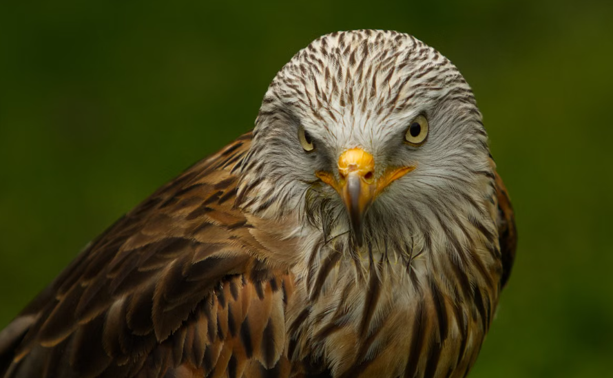 deux espèces d’oiseaux rares nichent pour la première fois dans le Parc national des Écrins