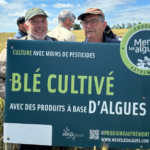 500 hectares de blé breton cultivés avec des biostimulants à base d’algues