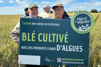500 hectares de blé breton cultivés avec des biostimulants à base d’algues