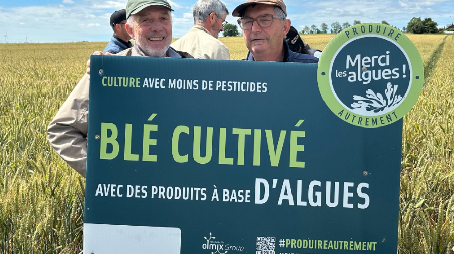 500 hectares de blé breton cultivés avec des biostimulants à base d’algues