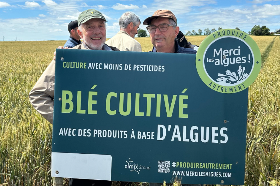 500 hectares de blé breton cultivés avec des biostimulants à base d’algues