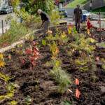 Aux États-Unis, les mini-forêts Miyawaki se multiplient sur de petites parcelles urbaines.