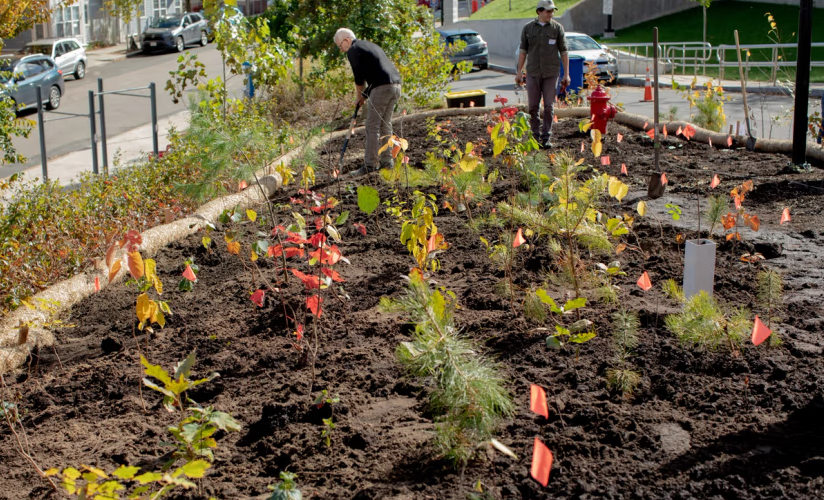 Aux États-Unis, les mini-forêts Miyawaki se multiplient sur de petites parcelles urbaines.