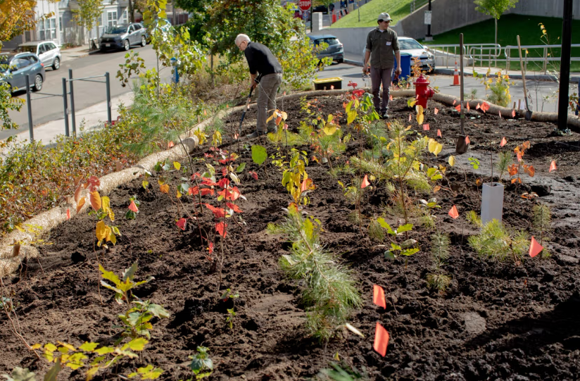 Aux États-Unis, les mini-forêts Miyawaki se multiplient sur de petites parcelles urbaines.
