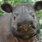 Deux bébés rhinocéros de Sumatra pourraient bientôt voir le jour