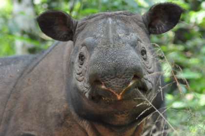 Deux bébés rhinocéros de Sumatra pourraient bientôt voir le jour