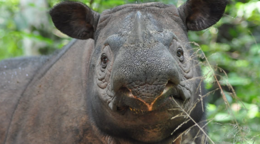 Deux bébés rhinocéros de Sumatra pourraient bientôt voir le jour