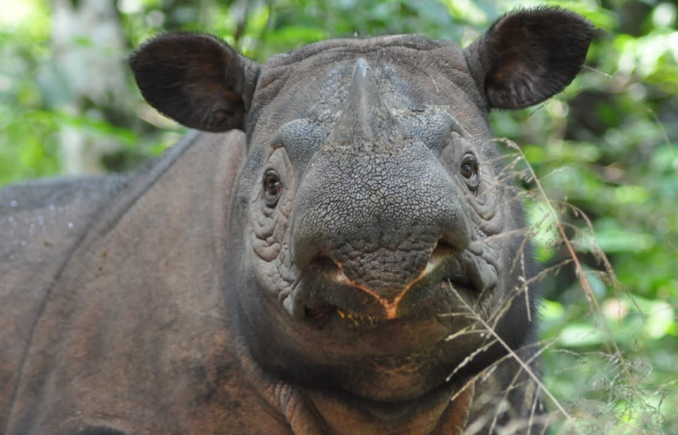 Deux bébés rhinocéros de Sumatra pourraient bientôt voir le jour
