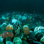 Un récif expérimental accueille déjà poissons et crustacés au large de Whitburn