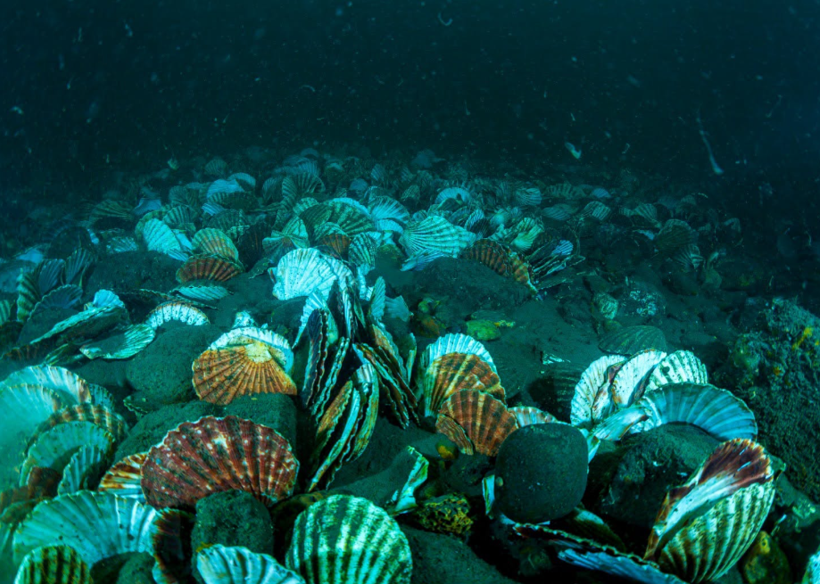 Un récif expérimental accueille déjà poissons et crustacés au large de Whitburn