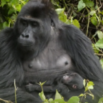 Sauvée du trafic à 18 mois, Lulingu a donné naissance dans la nature en RDC après sa réintroduction.