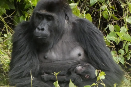 Sauvée du trafic à 18 mois, Lulingu a donné naissance dans la nature en RDC après sa réintroduction.