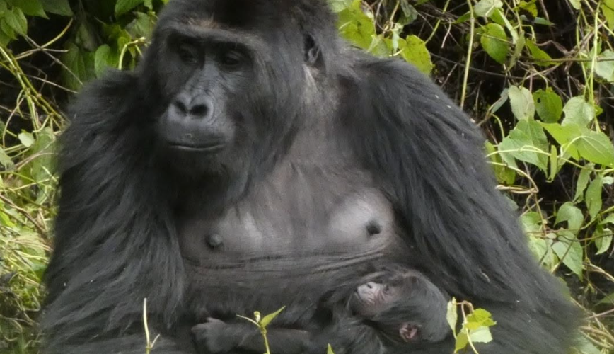 Sauvée du trafic à 18 mois, Lulingu a donné naissance dans la nature en RDC après sa réintroduction.