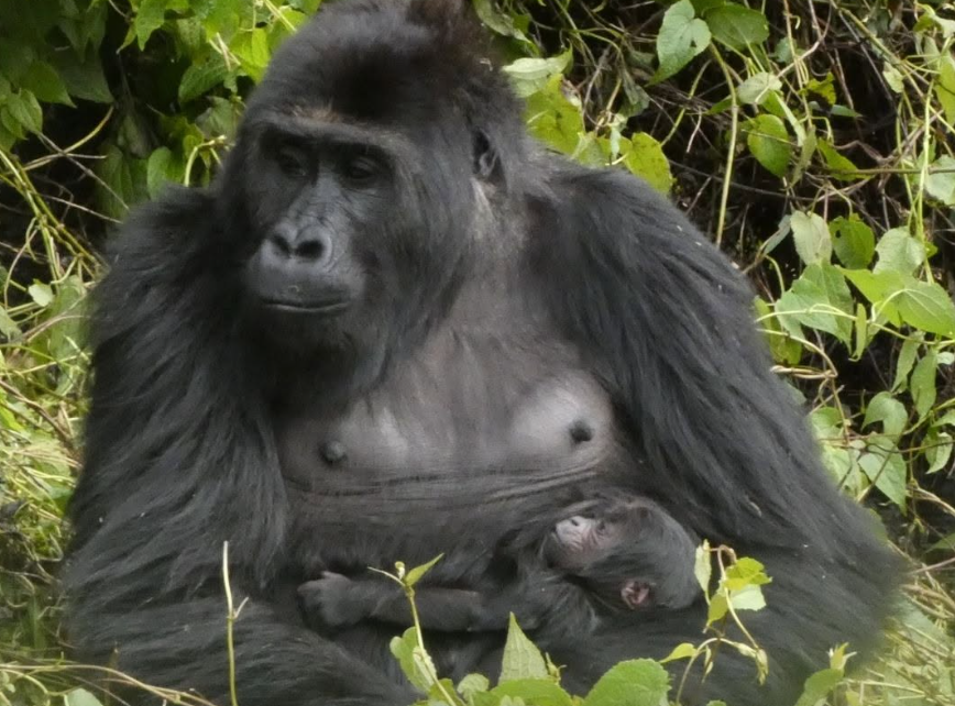 Sauvée du trafic à 18 mois, Lulingu a donné naissance dans la nature en RDC après sa réintroduction.