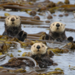 En Colombie-Britannique, le retour des loutres de mer aide les forêts de varech à renaître.