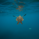 La tortue verte change de statut grâce aux efforts de conservation