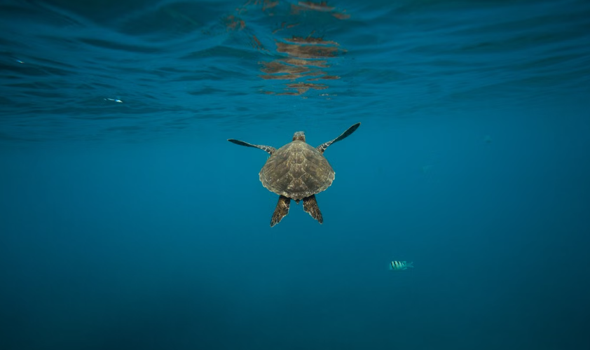 La tortue verte change de statut grâce aux efforts de conservation