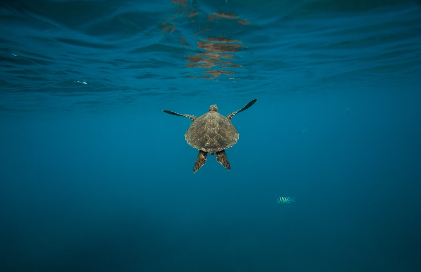 La tortue verte change de statut grâce aux efforts de conservation