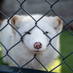 La Suisse interdit l’importation et la vente de fourrures issues de méthodes causant la souffrance animale