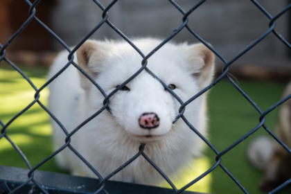 La Suisse interdit l’importation et la vente de fourrures issues de méthodes causant la souffrance animale