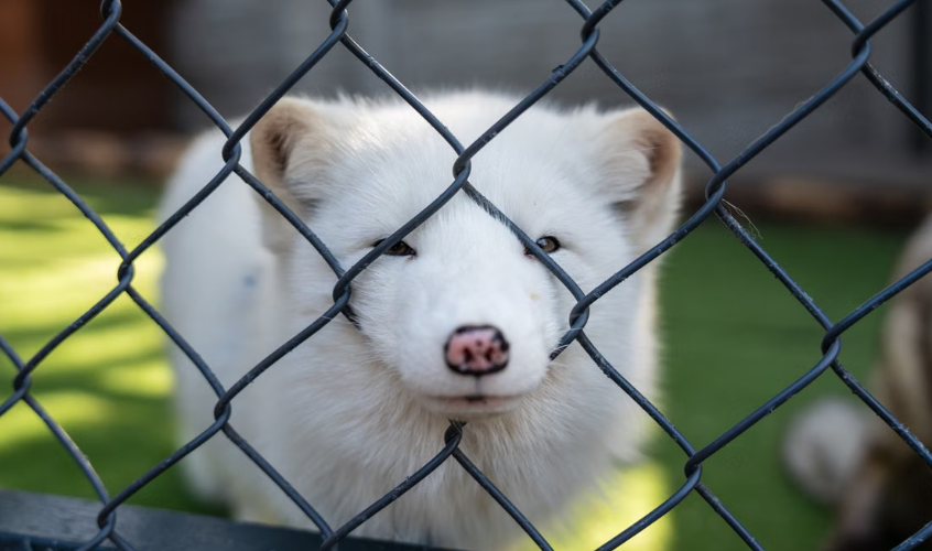 La Suisse interdit l’importation et la vente de fourrures issues de méthodes causant la souffrance animale