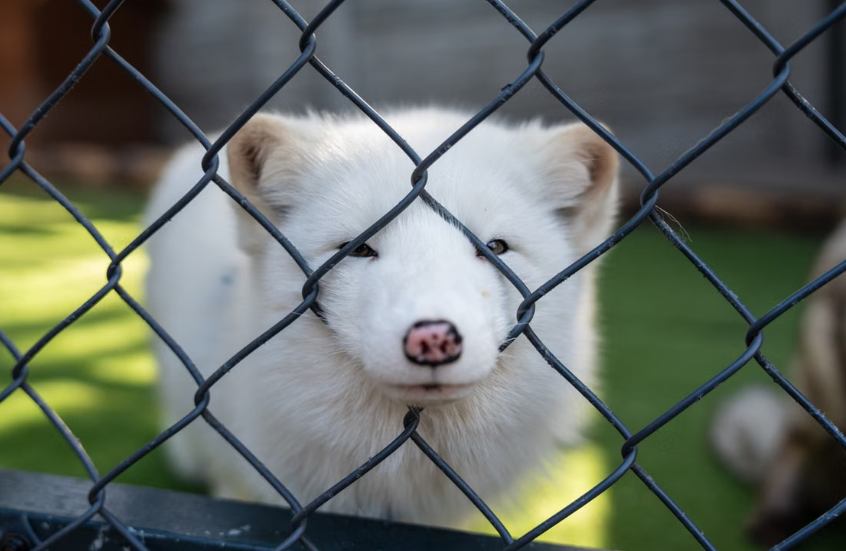 La Suisse interdit l’importation et la vente de fourrures issues de méthodes causant la souffrance animale