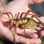 Le wētāpunga, géant des insectes, voit sa population augmenter grâce à un programme d’élevage