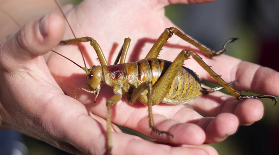 Le wētāpunga, géant des insectes, voit sa population augmenter grâce à un programme d’élevage