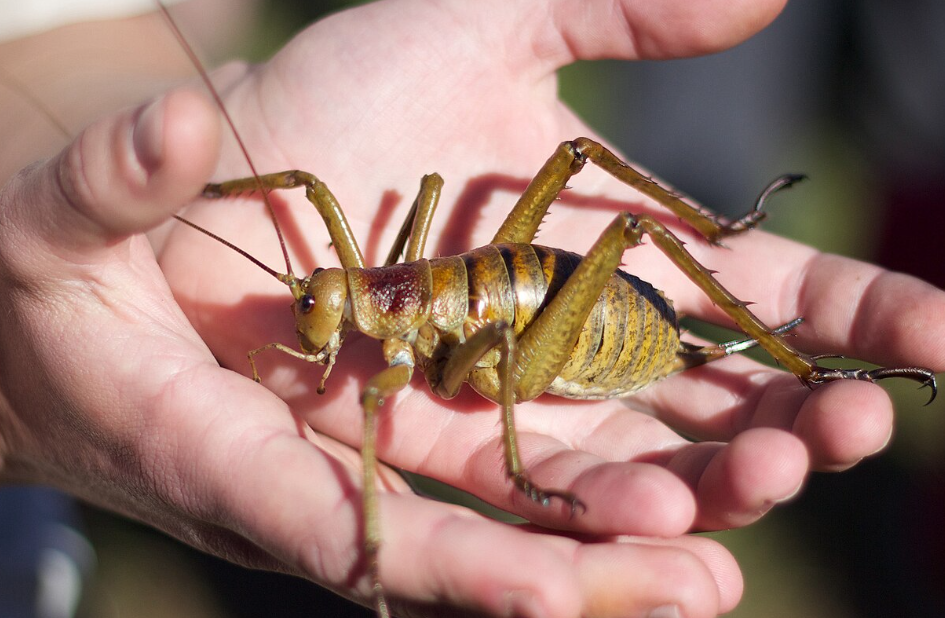Le wētāpunga, géant des insectes, voit sa population augmenter grâce à un programme d’élevage
