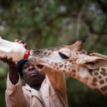 Sauvée à une semaine, la girafe Twiggy retrouve la liberté après quatre ans