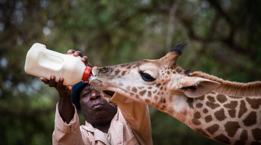 Sauvée à une semaine, la girafe Twiggy retrouve la liberté après quatre ans