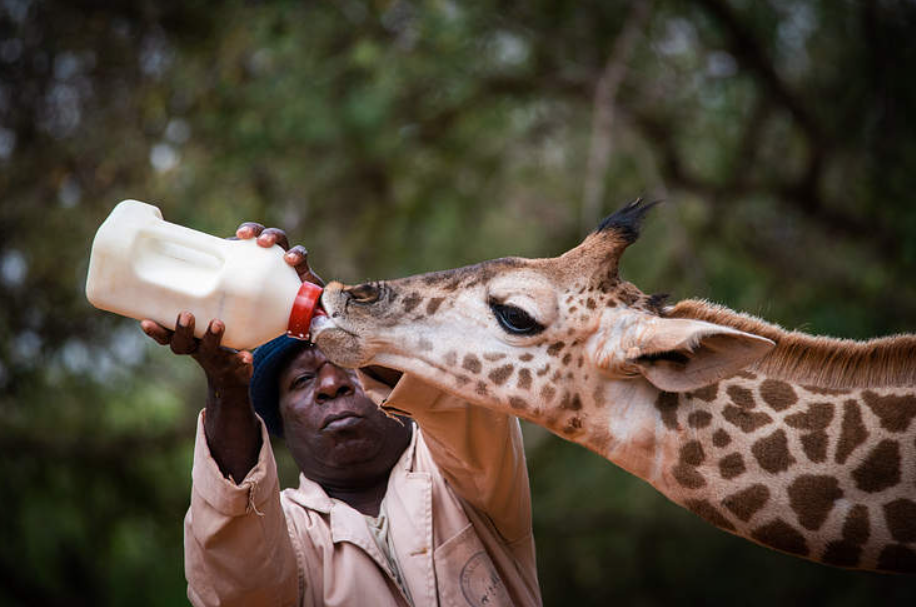 Sauvée à une semaine, la girafe Twiggy retrouve la liberté après quatre ans