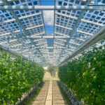 En Suisse, un verger produit des fruits et de l’électricité solaire