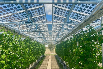 En Suisse, un verger produit des fruits et de l’électricité solaire
