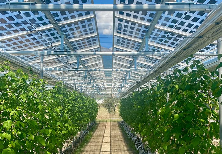En Suisse, un verger produit des fruits et de l’électricité solaire