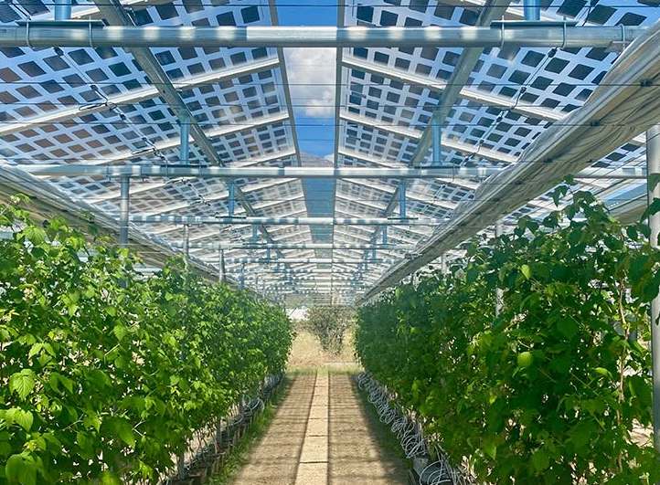 En Suisse, un verger produit des fruits et de l’électricité solaire