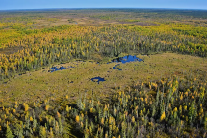 Dans le parc national Wood Buffalo, les castors ont construit un barrage exceptionnel.
