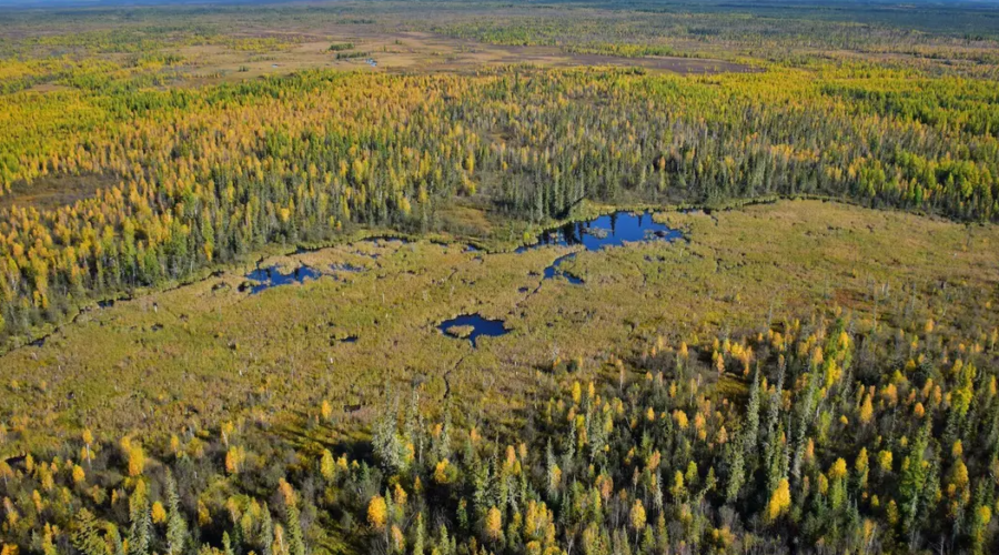 Dans le parc national Wood Buffalo, les castors ont construit un barrage exceptionnel.