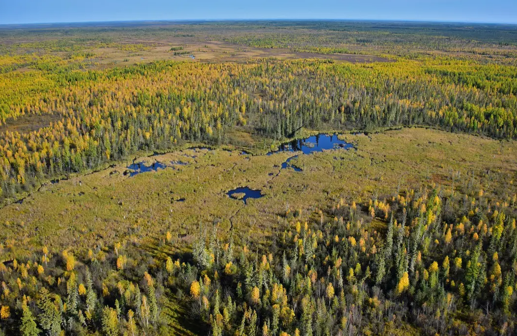 Dans le parc national Wood Buffalo, les castors ont construit un barrage exceptionnel.