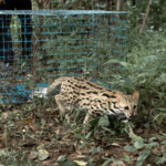 En Thaïlande, un centre de soins aide les chats-léopards à retrouver leurs instincts de chasse
